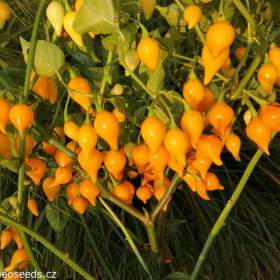 Sazenice Chilli Biquinho yellow / 19466122