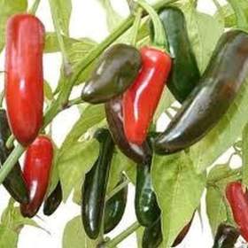 Sazenice Chilli Jalapeňo Tam Vera Cruz / 19466991