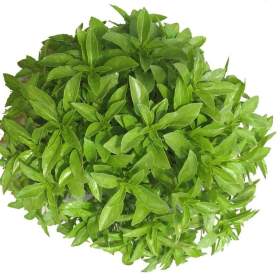BAZALKA FINO VERDE -  SEMENA / 19467011