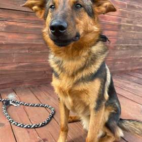 Foto inzerátu OMAR - cca 14 kg, psík 2 roky 