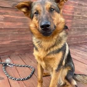 OMAR -  cca 14 kg, psík 2 roky  / 19467246