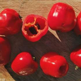 Sazenice Chilli Mini Rocoto Red / 19467361