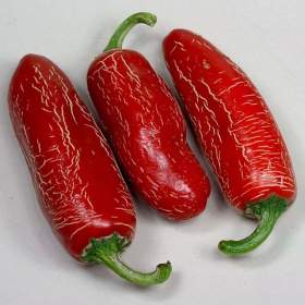 Sazenice Chilli Numex Vaquero Jalapeňo / 19467362