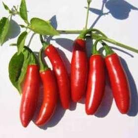 Sazenice Chilli Serrano Tampiqueno / 19467364