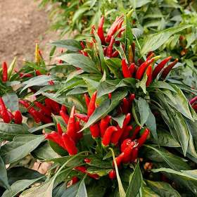 Sazenice Chilli Thai culinary / 19467365