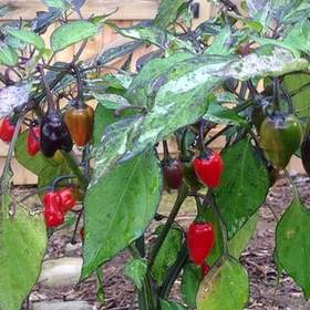 Sazenice Chilli Variegata / 19467367