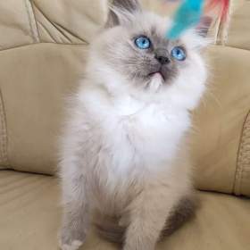 Ragdoll / 19469311