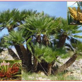 naklíčená semena palma CHamaerops Humilis  / 19469450