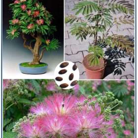 Albizia Julibrisin Mrazuvzdorná Mimóza -  semena / 19469453
