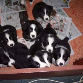 Border kolie / collie štěňata s PP (FCI) / 19470608
