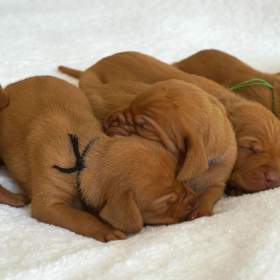  Štěně maďarského ohaře krátkosrstého (MOK/Vizsla) s PP / 19470676