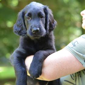 Flat coated retriever -  dva kluci s PP / 19470819