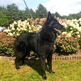 Štěňata BO Groenendael s PP / 19470843