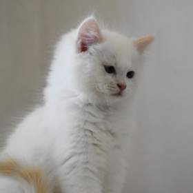 Ragdoll s PP – creme bicolor kocourek na výstavy a chov / 19471417