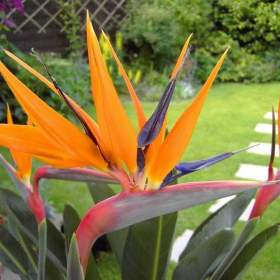 Sazenice Strelitzia reginae / 19474008