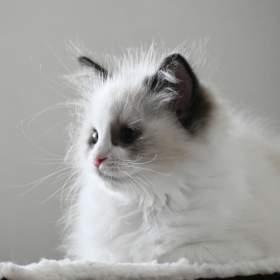 Ragdoll s PP – nádherná seal bicolor kočka na výstavy a chov / 19474020