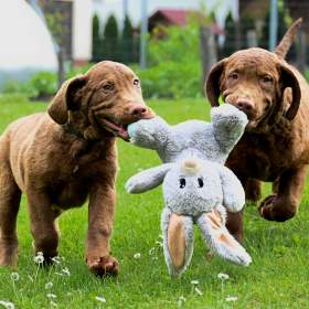 Hnědý retriever (jako hnědý labrador- chesapeake) s PP / 19474159