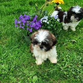 Shih- tzu -  prodám štěňata bez pp / 19474161