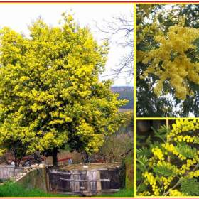 Acacia dealbata -  SEMENA / 19476425