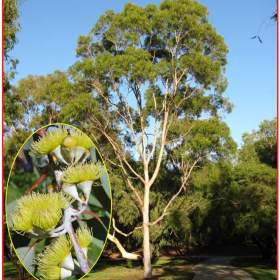 sazenice Eucalyptus citriodora / 19476435