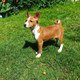 Basenji -  prodám štěňata bez pp / 19476450