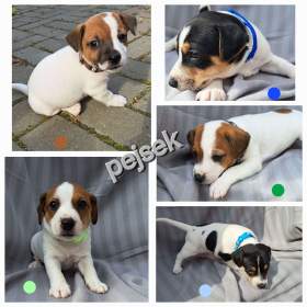 JRT -  pejsci bez PP / 19476604
