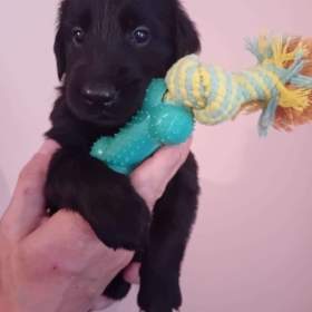 štěňátka Flat Coated Retriever / 19476614