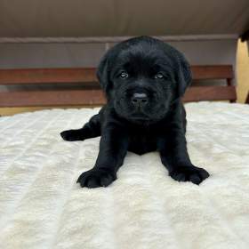 Labradorský Retriever s PP / 19476637