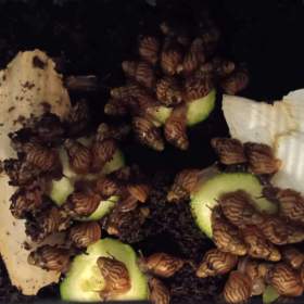 Mláďata afrických šneků -  lissachatina reticulata / 19478787