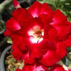 Adenium obesum aeksiam -  semena / 19478890