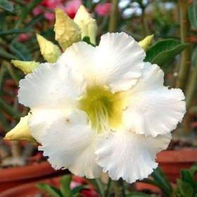 Adenium obesum arctic snow -  semena / 19478892