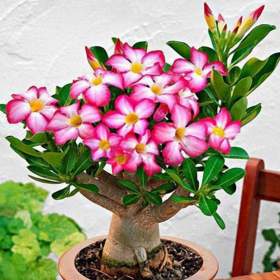 Adenium obesum pink -  semena / 19478896