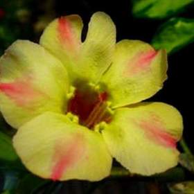 Adenium obesum silk of yellow -  semena / 19478898