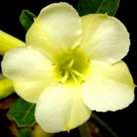 Adenium obesum white cream -  semena / 19478900