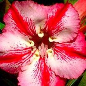 Adenium obesum romantic -  semena / 19480025