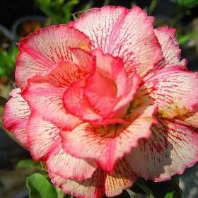 Adenium obesum petsayrung -  semena / 19480026