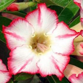 Adenium obesum uranian -  semena / 19480028