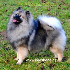 Německý vlčí špic Keeshond štěňata s PP FCI  / 19482426