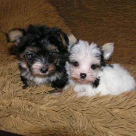 Biewer Yorkshire Terrier -  barevný jorkšír štěňátka / 19482433