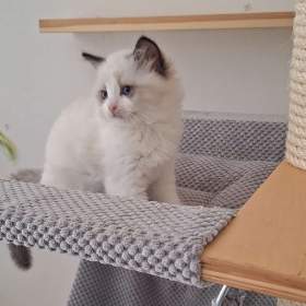 Koťátko Ragdoll s PP / 19482466
