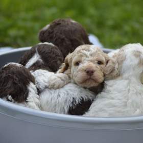 LAGOTTO ROMAGNOLO S PP/ITALSKÝ VODNÍ PES / 19482529