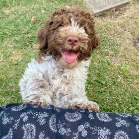 LAGOTTO ROMAGNOLO S PP/ITALSKÝ VODNÍ PES / 19482529
