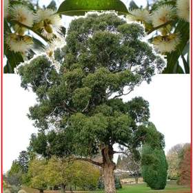 Eucalyptus globulus -  semena / 19482620