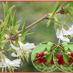 Lonicera Fragrantissima -  Zimolez vonný -  SEMENA / 19482624