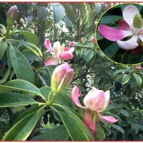 Manglietia Insignis -  SEMENA / 19482626