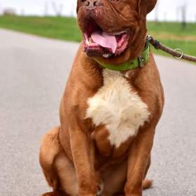Darujeme psa bordeauxské dogy / 19484038