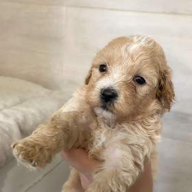 Štěňata maltipoo na prodej, maltézský toy pudl s PP / 19484136