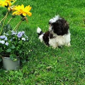 Shih- tzu -  prodám fenku bez pp / 19484150