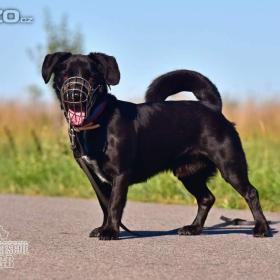 Foto inzerátu Darujeme opuštěného křížence