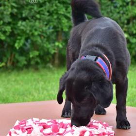 Foto inzerátu Darujeme opuštěného křížence